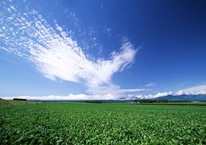品川での永代供養を考えるあなたへ。安心と信頼の供養選びガイド